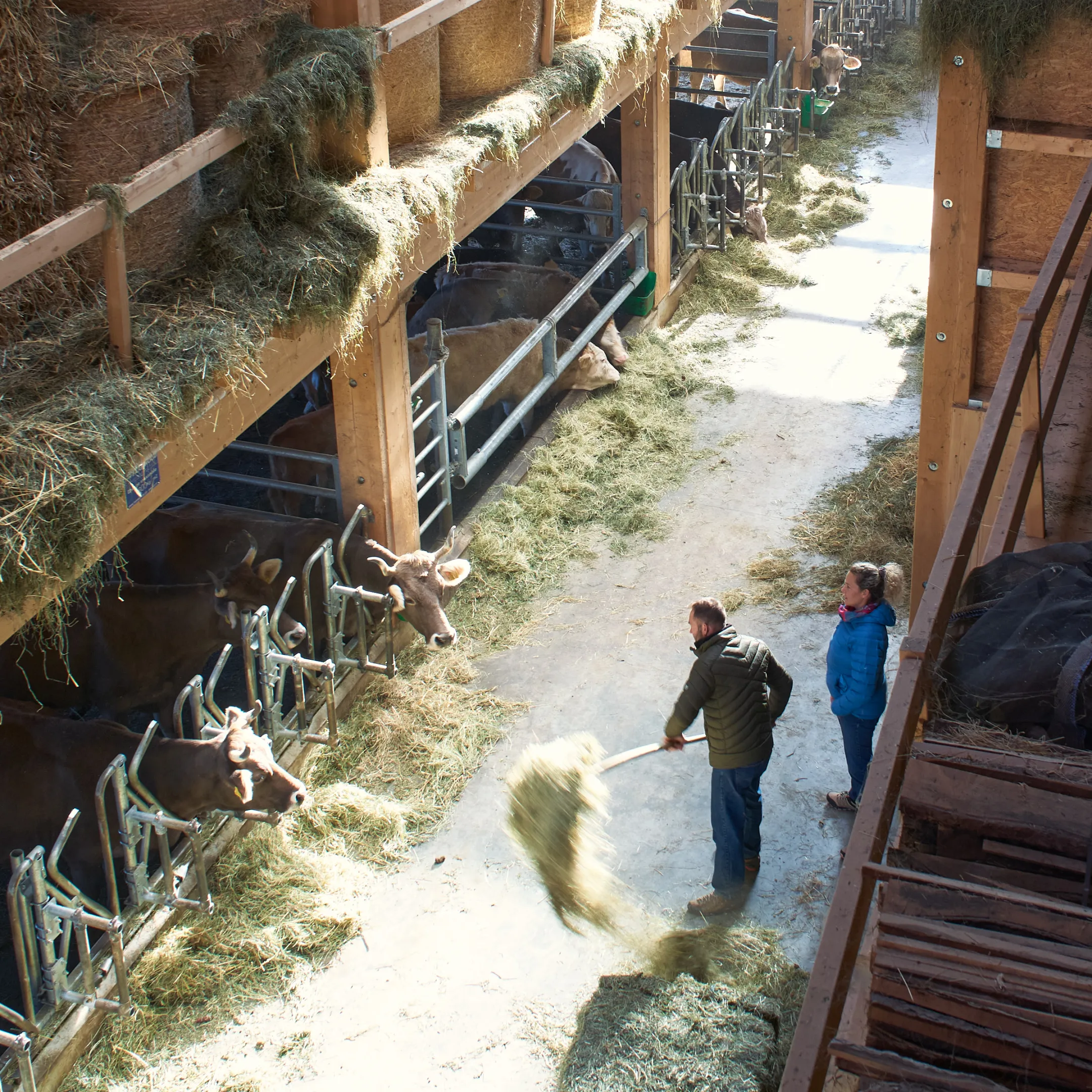 Etable Vaches Foin